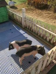 -萌宠亲子动物乐园(槐房万达店)