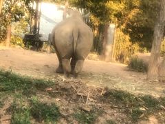 -清迈夜间动物园