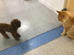 -喜多萌中农锦绣动物医院24H·猫科·牙科MRI·CT