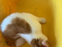 -中农国际动物医院24小时·猫科·骨科·急重症中心