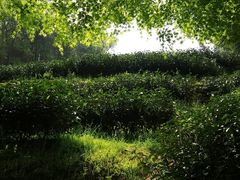 -杭州植物园