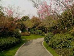 -桃花岛景观公园