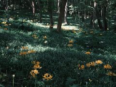 -杭州植物园