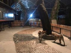 -柴犬高等学院·狗咖·柴犬售卖·宠物训练