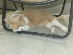 -伟伟宠物医院·CT影像中心·瑞派犬猫综合性门诊(汉口总院)