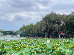 -荔湾湖公园