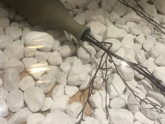 -霸王茶姬(五一路店)