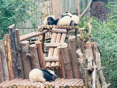 -成都大熊猫繁育研究基地