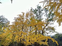 -鹫峰国家森林公园