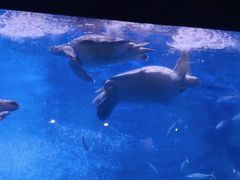 -成都浩海立方海洋公园