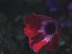 -昆明植物园