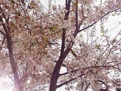 -雨花胜境
