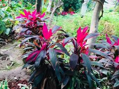 -呀路古热带植物园