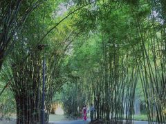 -深圳仙湖植物园