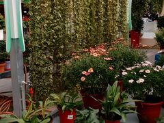 android_upload_pic-荷兰花海