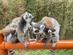 -北京野生动物园