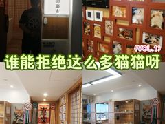 -猫十亿·布偶金渐层·曼基康矮脚猫舍(青年路店)