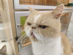 -喵园·猫主题咖啡厅·撸猫·猫咖(国贸店)