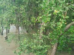 潮水中的树-宝安西湾红树林湿地公园