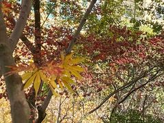 -徐家汇源景区-衡山公园