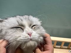 -安格丽娜·狗咖·猫咖羊驼咖(春熙路百盛商场店)
