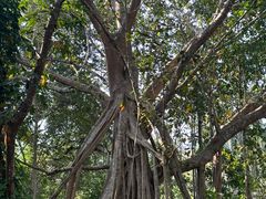 -中国科学院西双版纳热带植物园