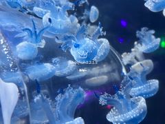 -海合安天津极地海洋公园
