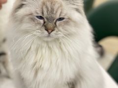 -安格丽娜·狗咖·猫咖羊驼咖(春熙路百盛商场店)