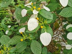 -广西壮族自治区药用植物园