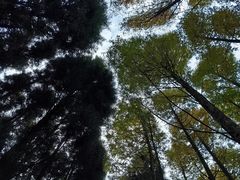 -山王坪喀斯特国家生态公园