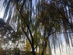-秋霞圃