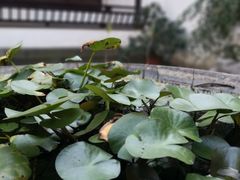 -金庸书院