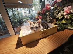 -李小姐の猫咖啡馆(五角场店)