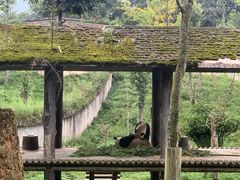 -中国大熊猫保护研究中心雅安碧峰峡基地
