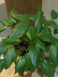 -香秀空间科技抗衰·美容中心