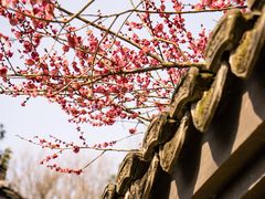 -慧因高丽寺