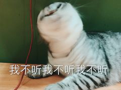 -猫亿天猫咖