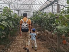 -马陆小张葡萄园农家乐