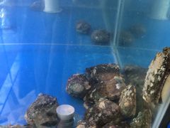 会跳舞的大鲍鱼-小龍鳳·港式海鲜打边炉(沙湖路店)