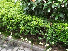 -La Strada(安福路店)
