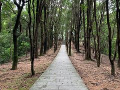-火炉山森林公园