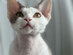 -东方动物医院·宠保定点·骨科·转诊中心(春城路·昆明站分院)