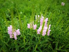 -天津东丽湖风景区