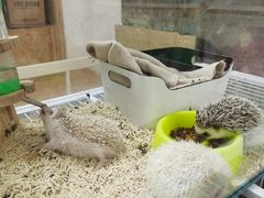 -猫色咖啡·猫咖