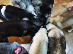 -Husky Go! 哈士奇体验馆·宠物咖啡厅狗咖