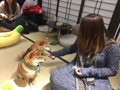-逗柴咖啡屋·狗咖猫咖宠物桌游