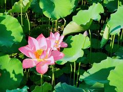 -莲花池公园