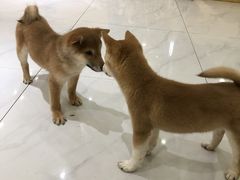 -柴源莊·柴小宠柴犬咖啡
