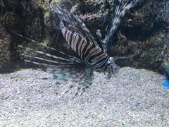 -大连老虎滩海洋公园