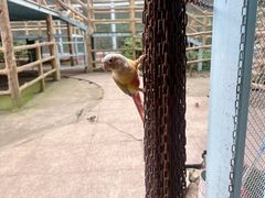 -合肥野生动物园